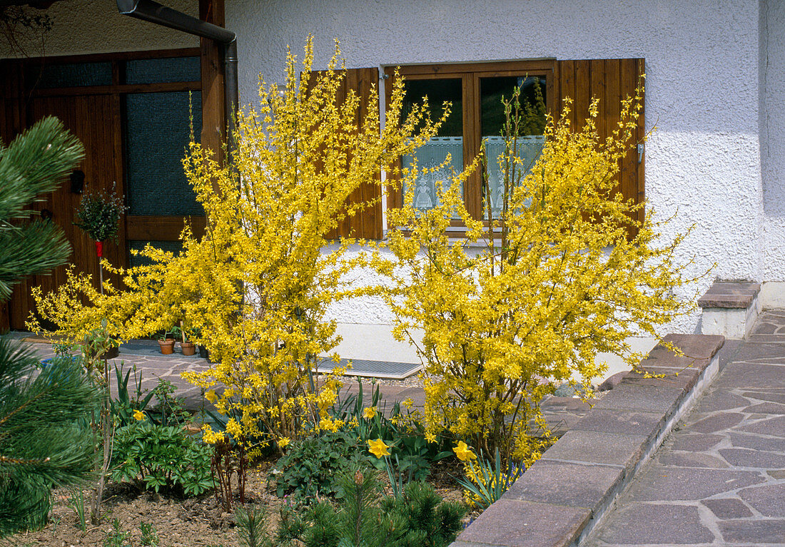 Forsythia Intermedia