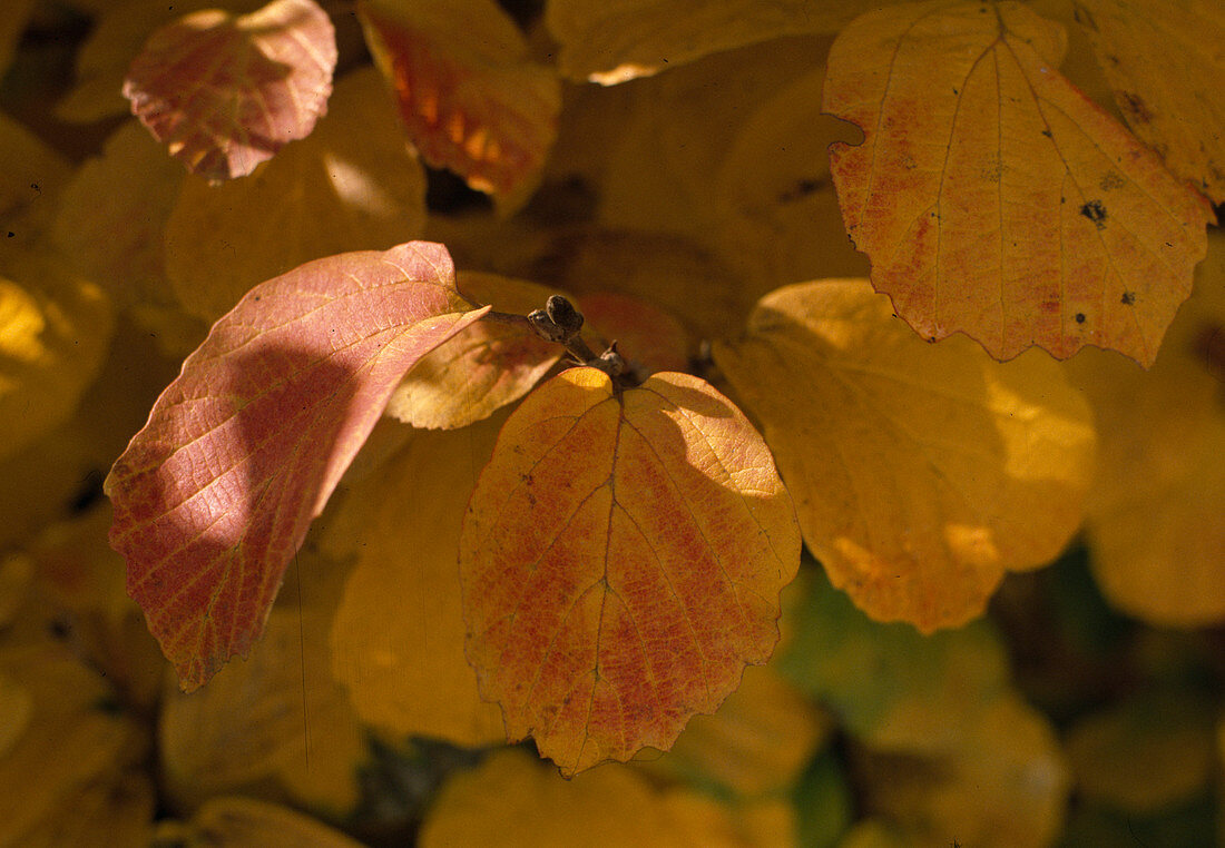 Fothergilla major