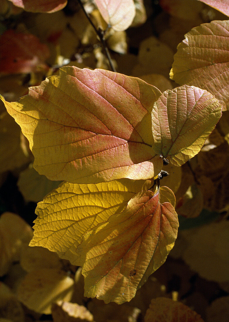 Fothergilla major