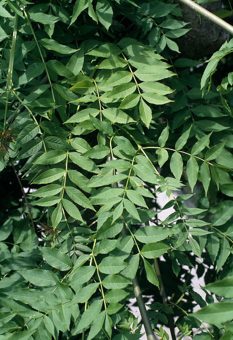 Fraxinus excelsior 'Pendula'