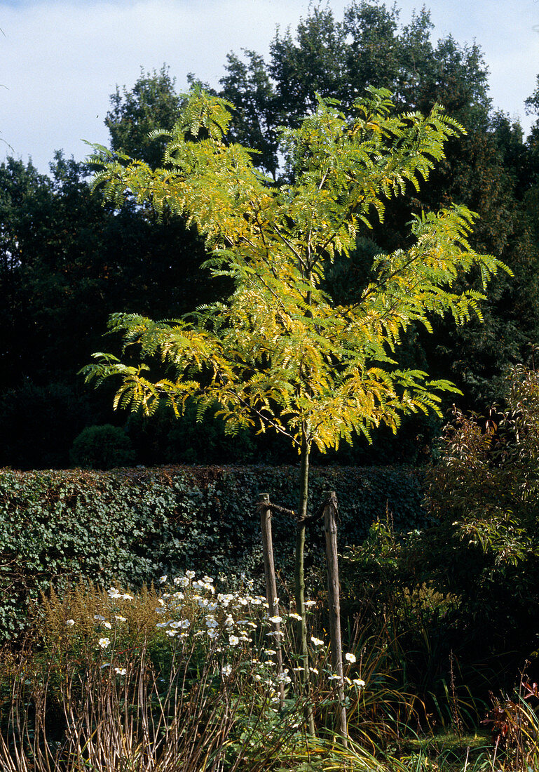 Gleditsia triacanthos 'Skyline'