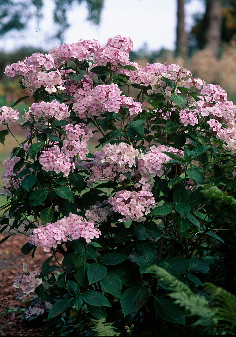 Hydrangea macrophylla pink