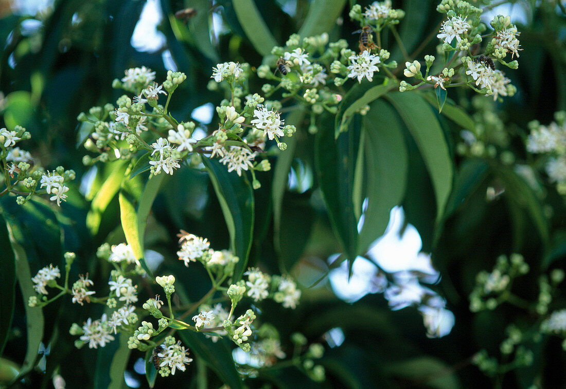 Heptacodium miconioides