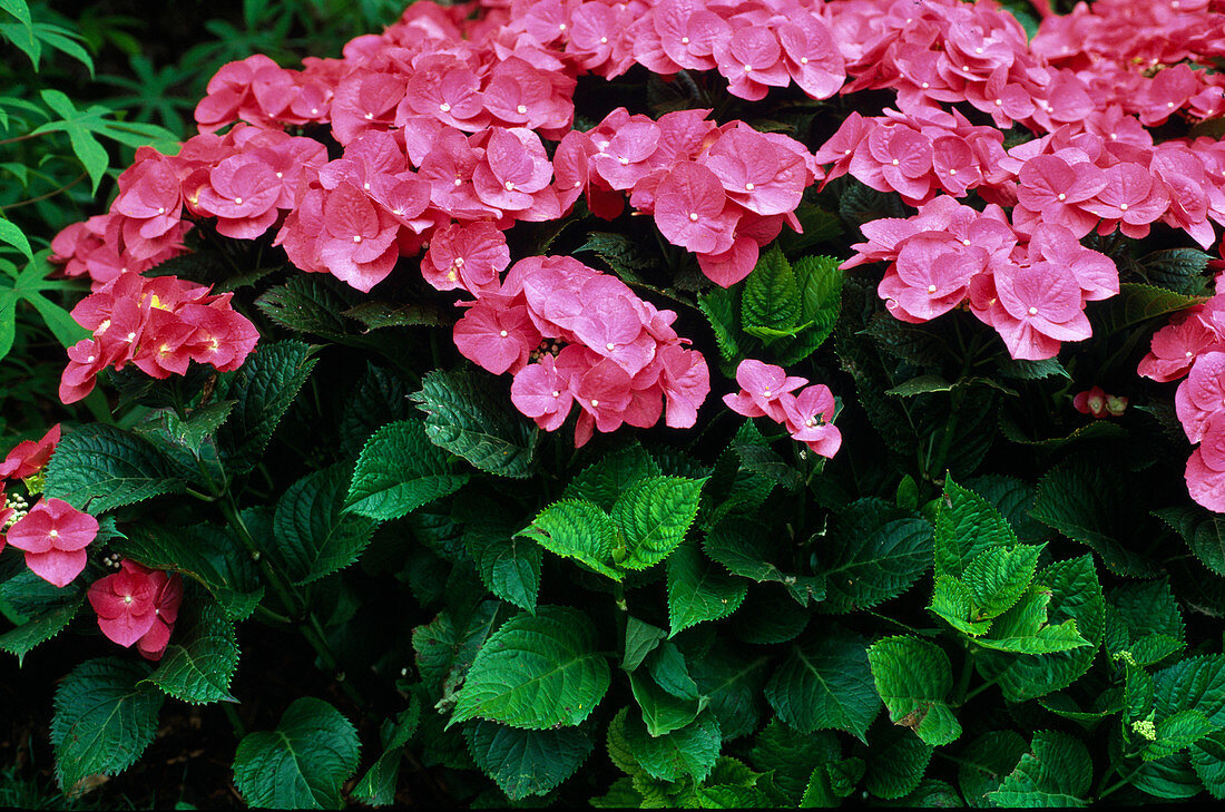 Hydrangea MACROPHYLLA 'Teller - Rouge'