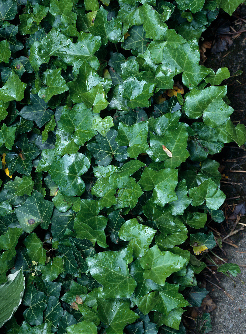 Hedera helix