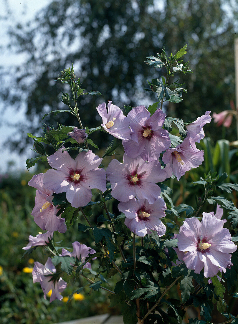 Hibiscus syriacus 'Celestis