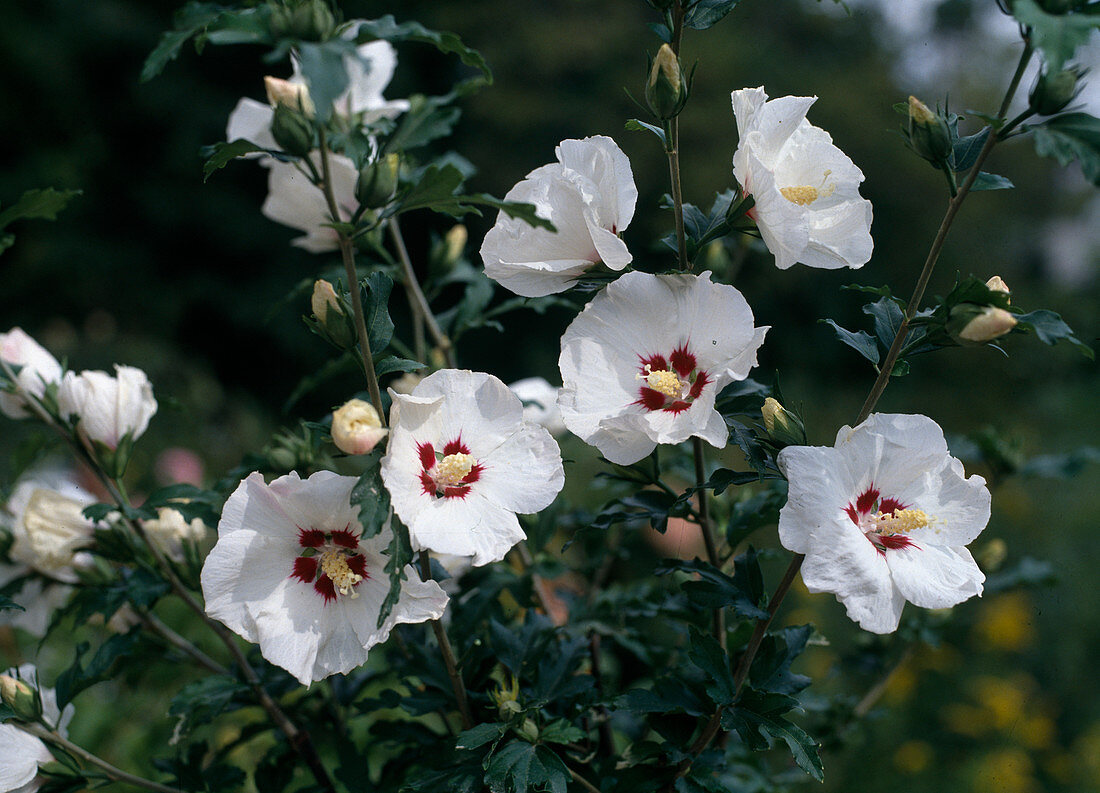 Hibiscus syriacus 'Monstrosus'