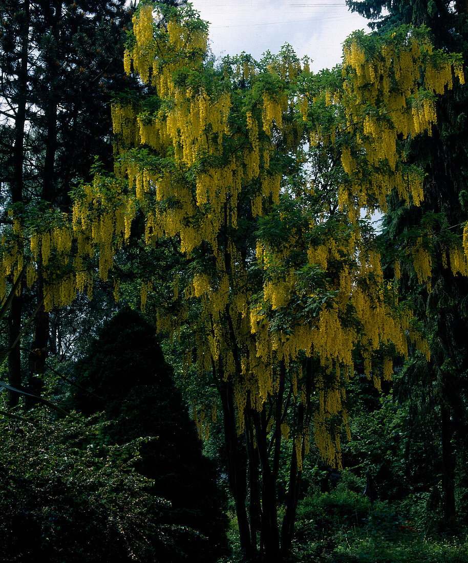 Laburnum X watereri 'Vossii'