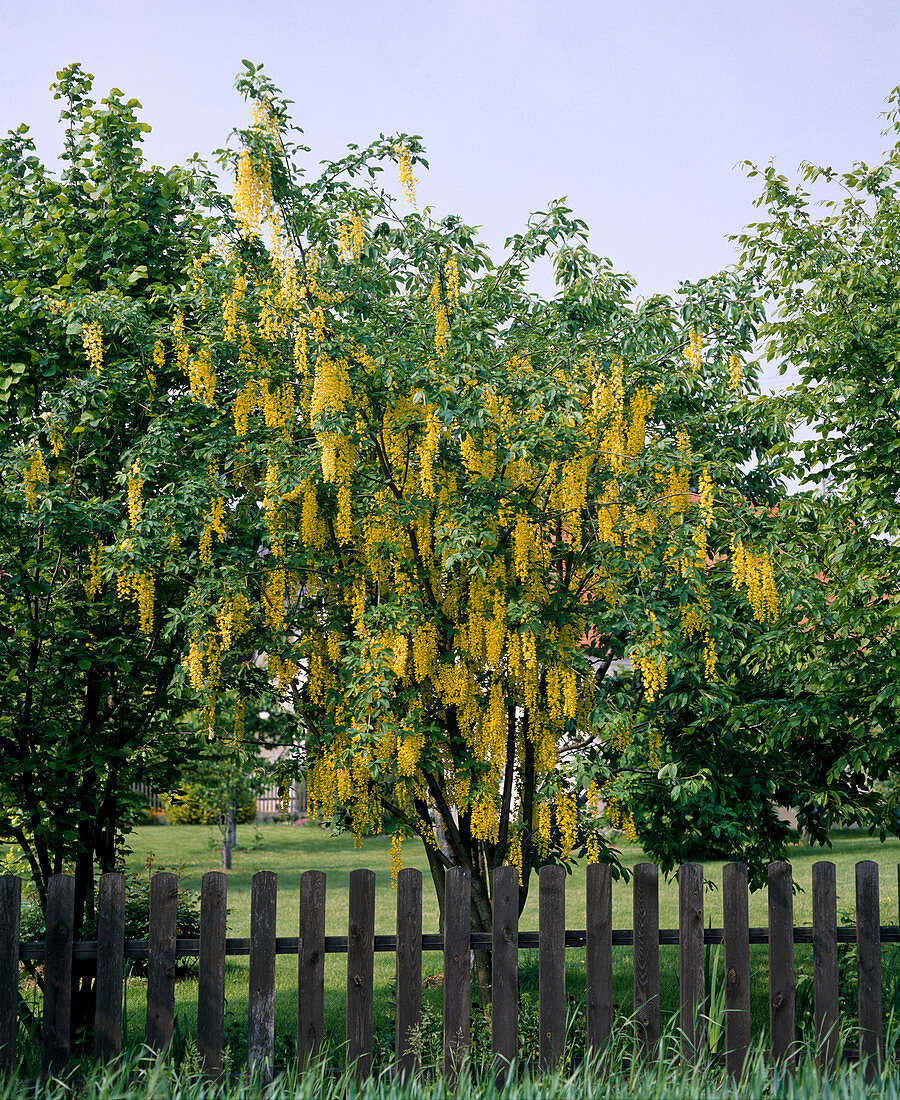 Wasserdorn 'Vossii' (Laburnum watereri)