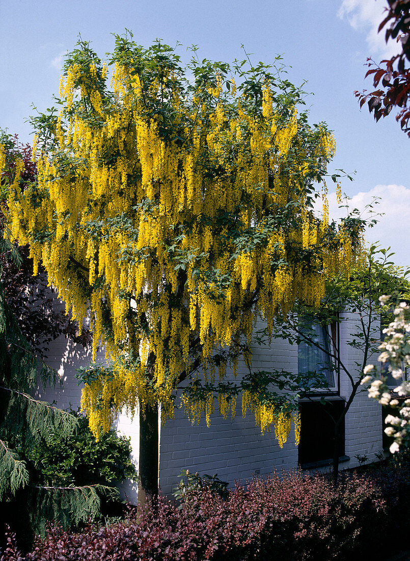 Laburnum watereri 'Vossii'