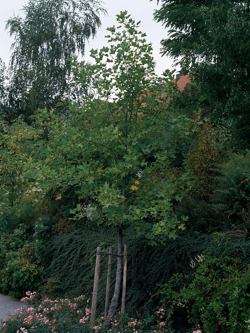 Liriodendron tulipifera