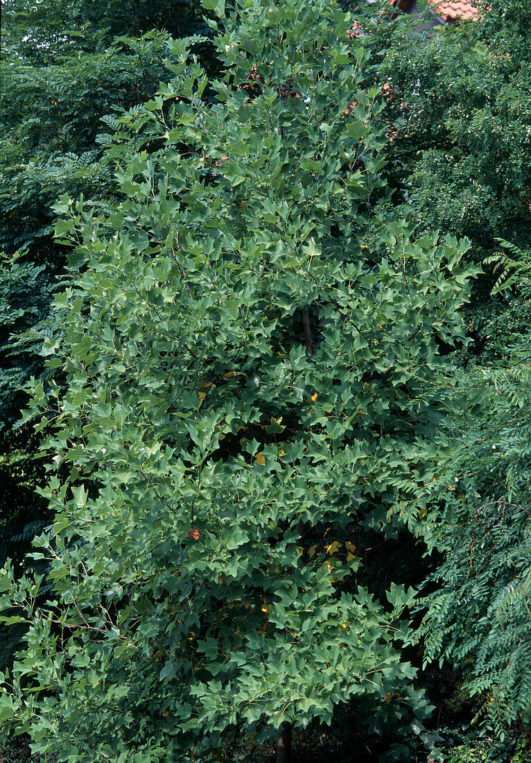 Liriodendron tulipifera