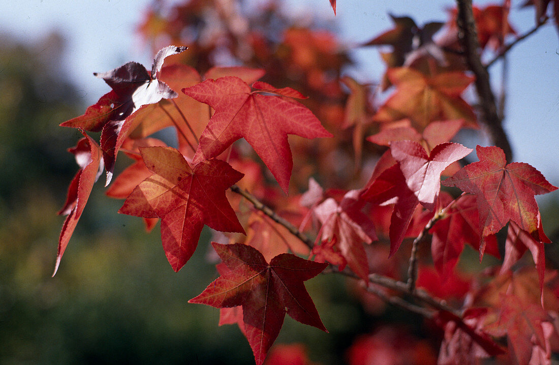 Liquidambar styraciflua