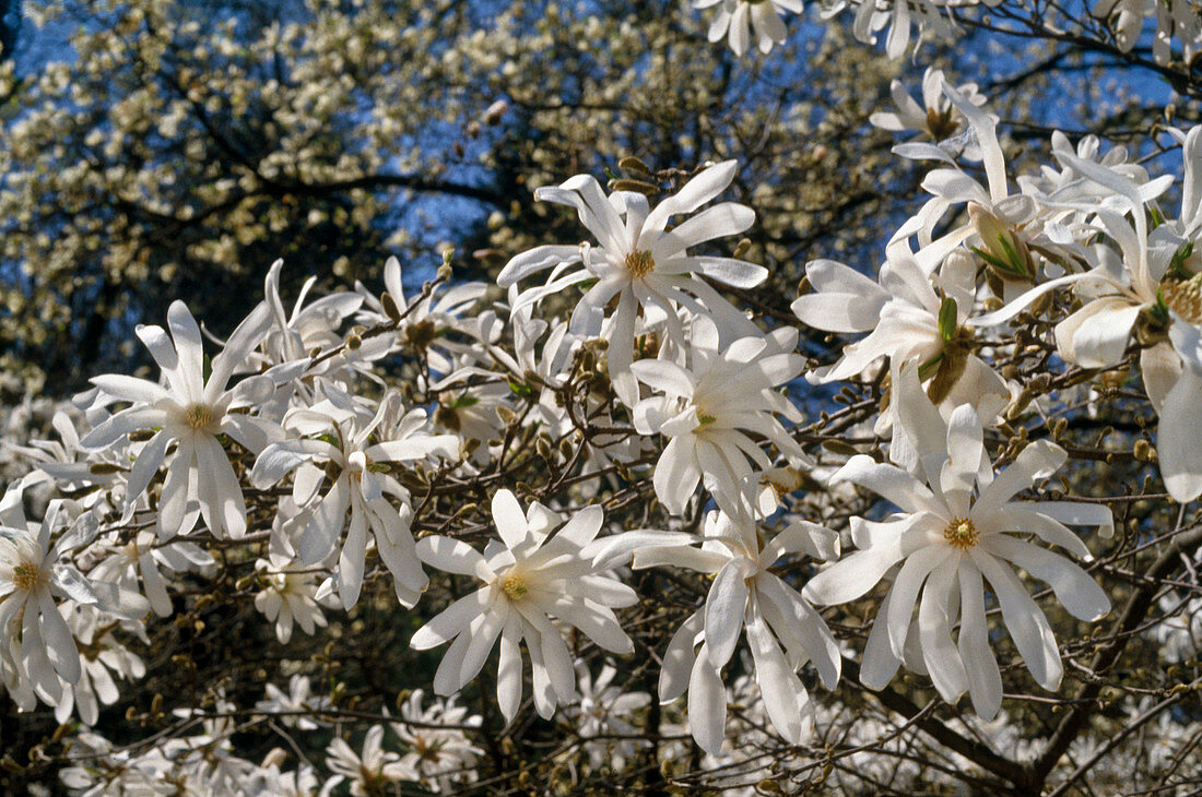 Magnolia stellata