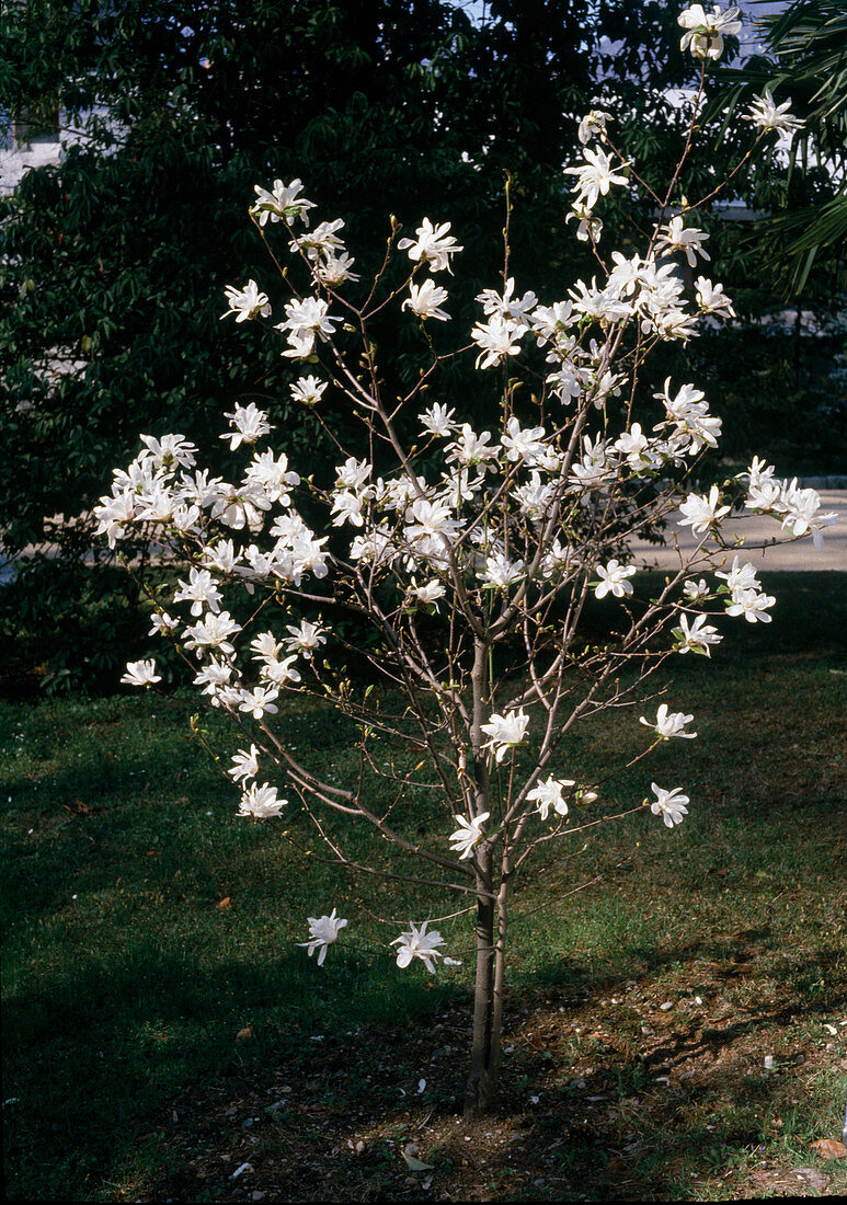 Magnolia stellata