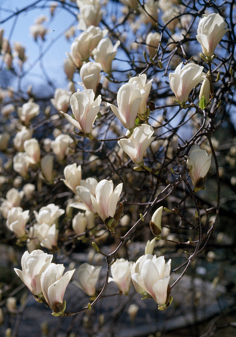 Magnolia x Soulangiana