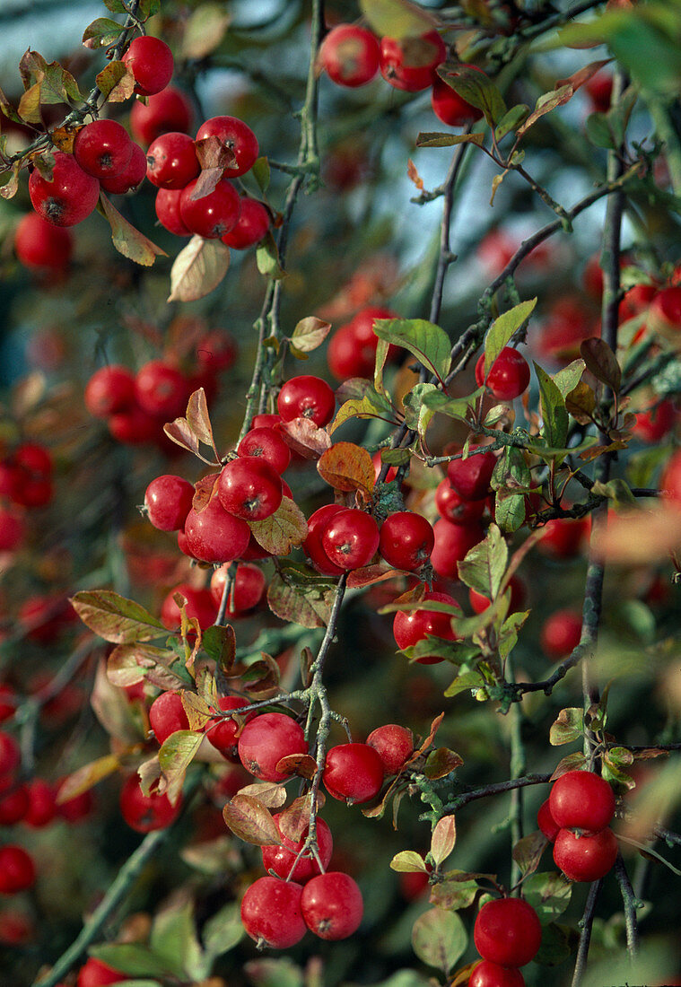 Malus 'Red Sentinel' (ornamental apple)