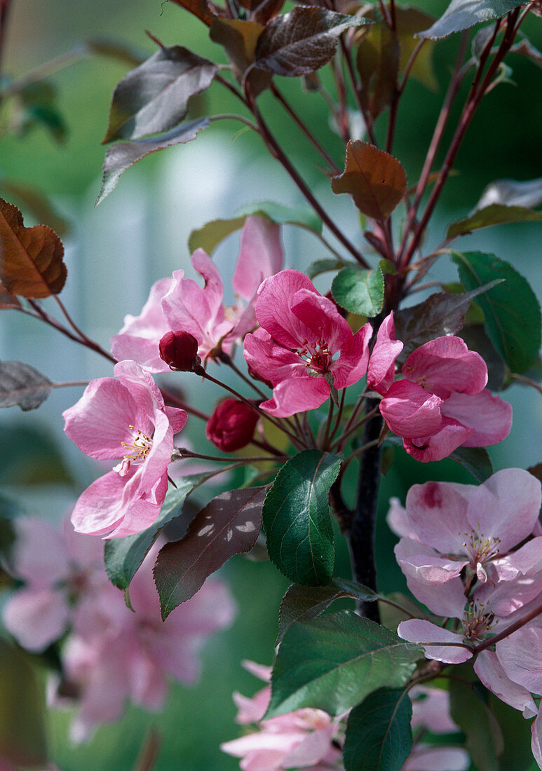 Malus 'Rudolph'