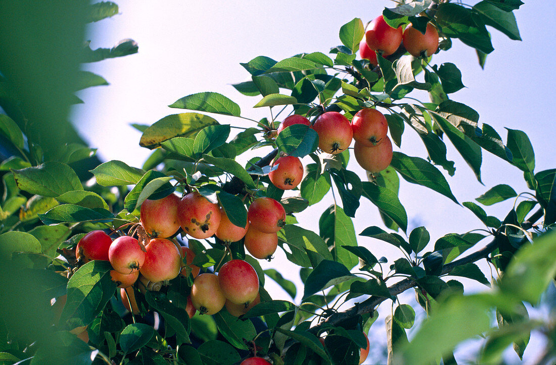 Malus 'John Downie' (ornamental apple)