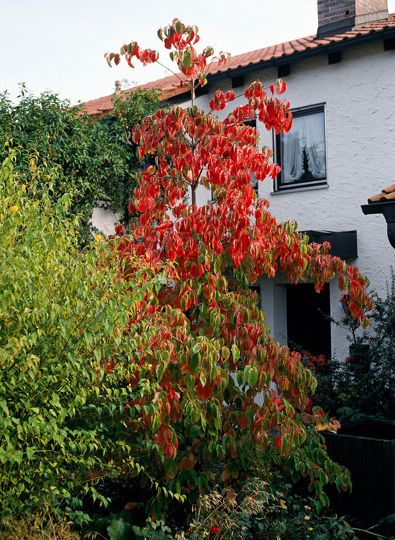 Cornus nuttallii