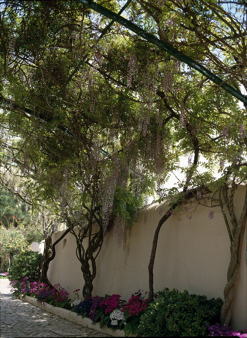 Wisteria sinensis (Wisteria, Blue rain)