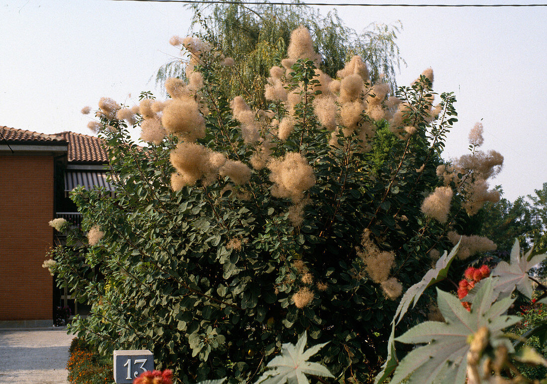 Cotinus coggygria