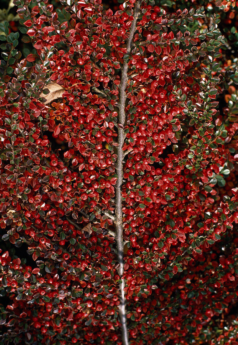 Cotoneaster horizontalis