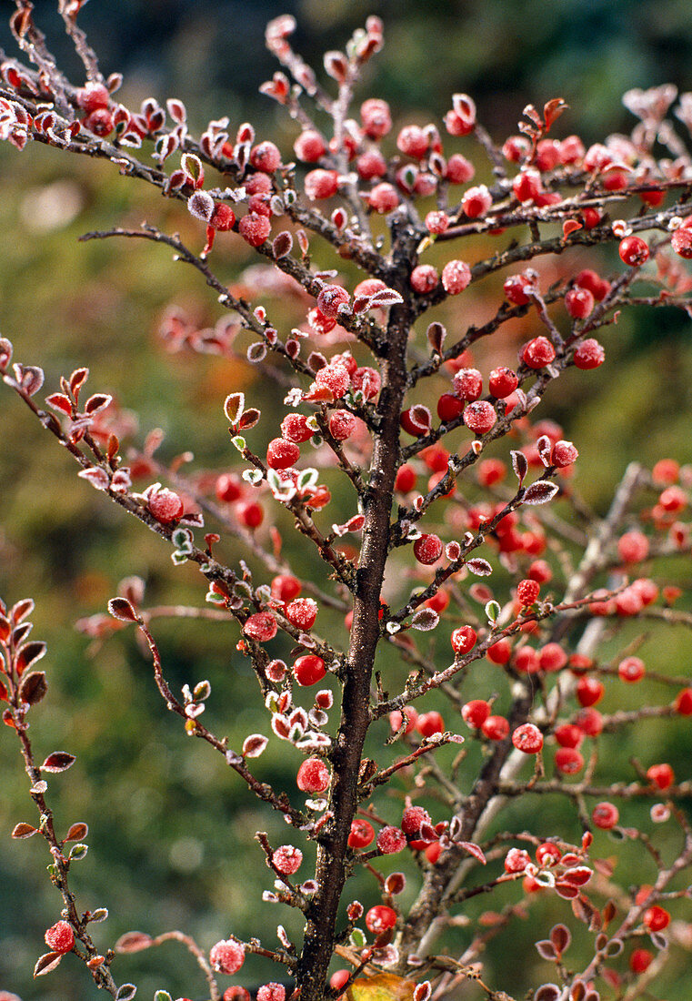 Cotoneaster horizontalis im Rauhreif (Zwergmispel)