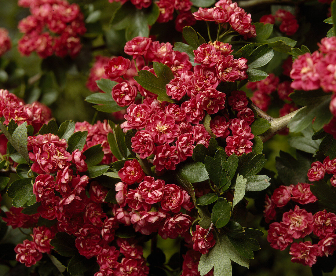 Crataegus monogyna kermesina plena