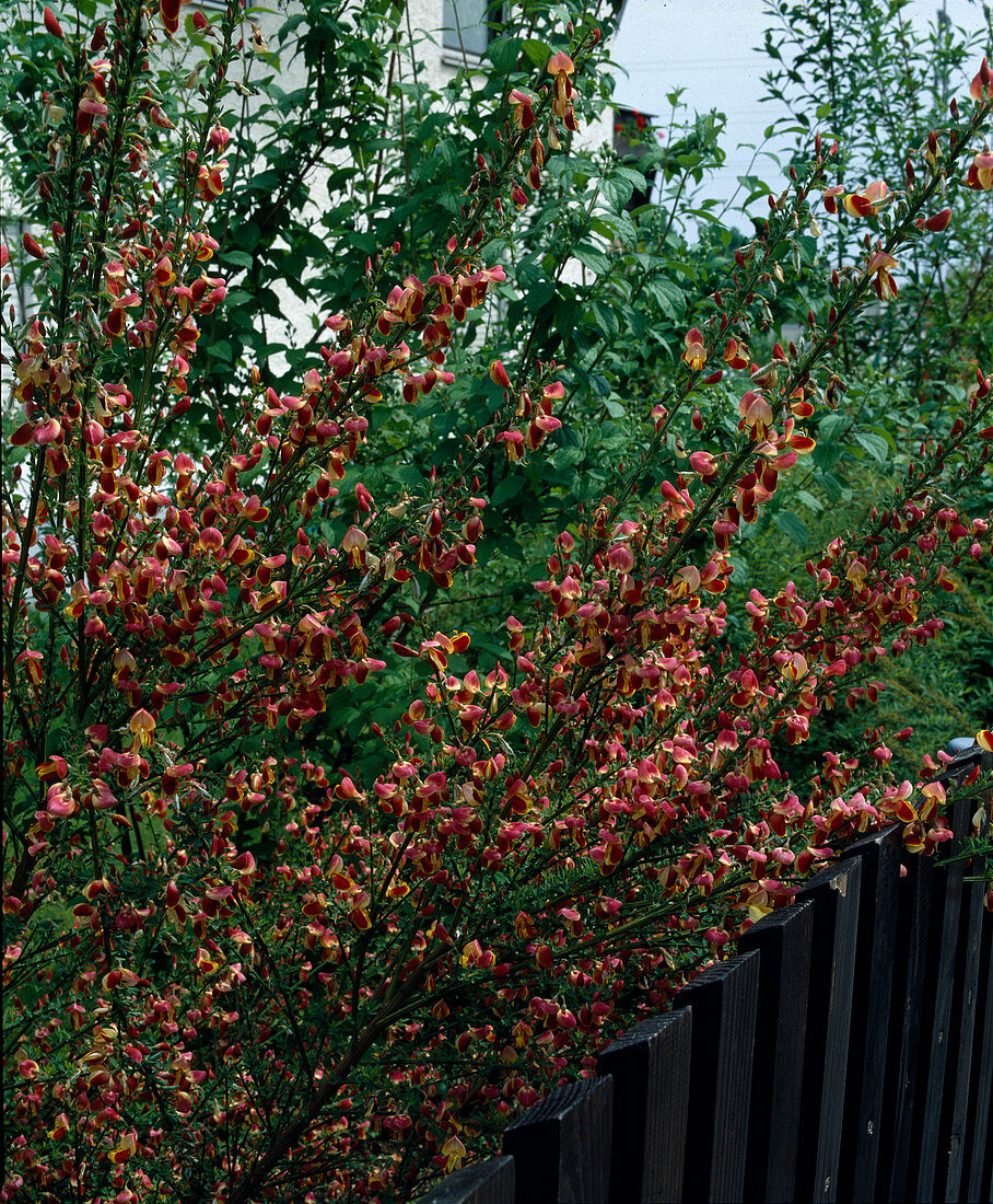 Cytisus scoparius