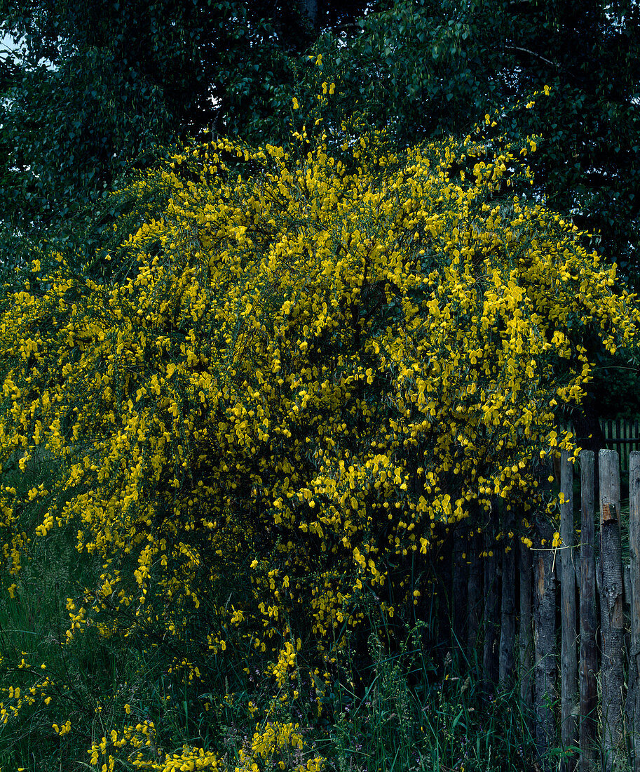 Cytisus scoparius