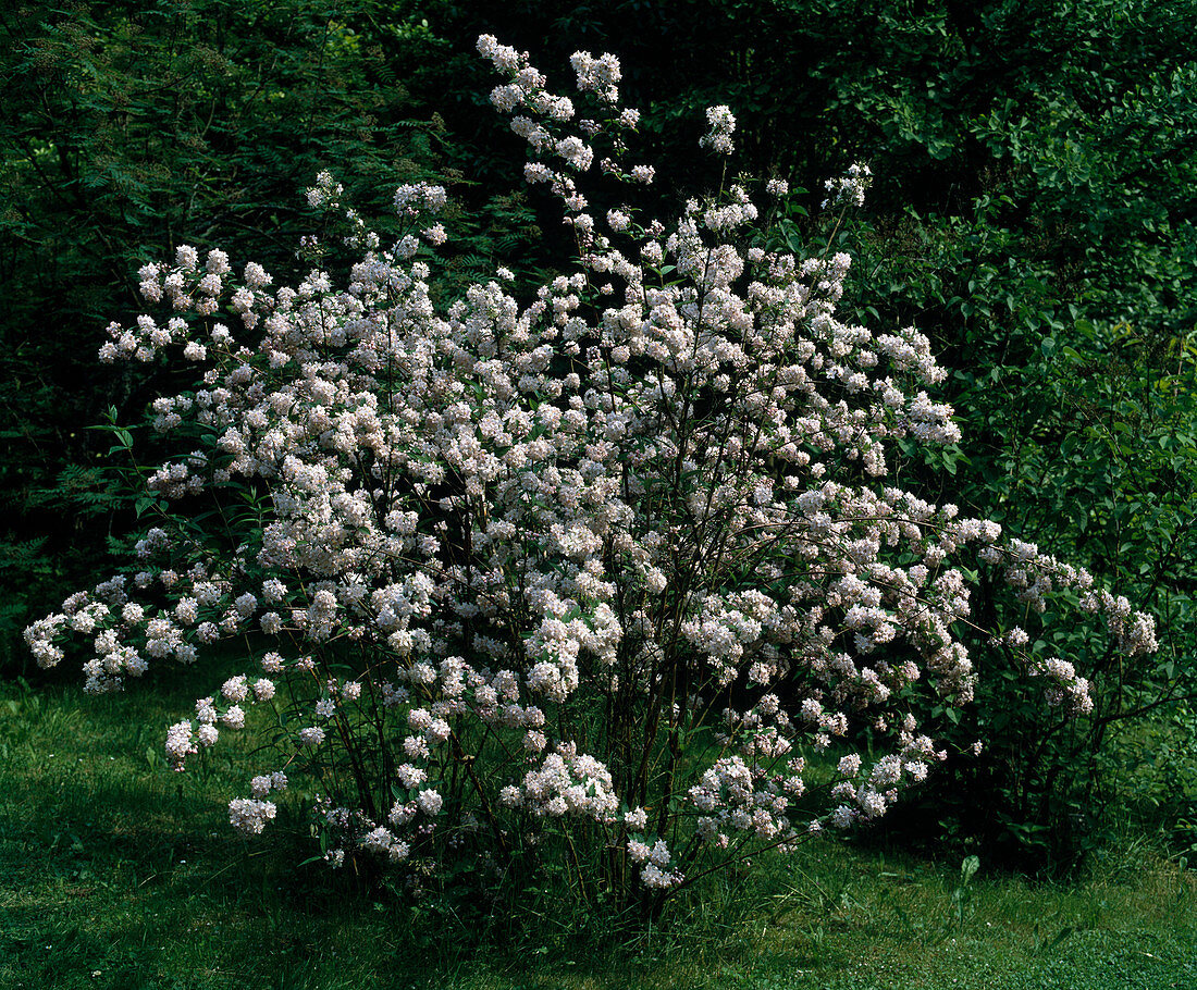 Deutzia 'Pearl Rose'