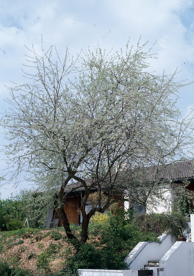 Eleagnus angustifolia