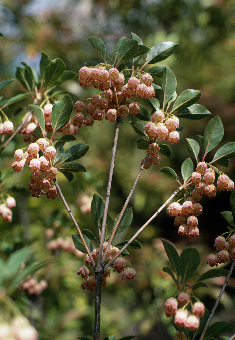 Enkianthus campanulatus