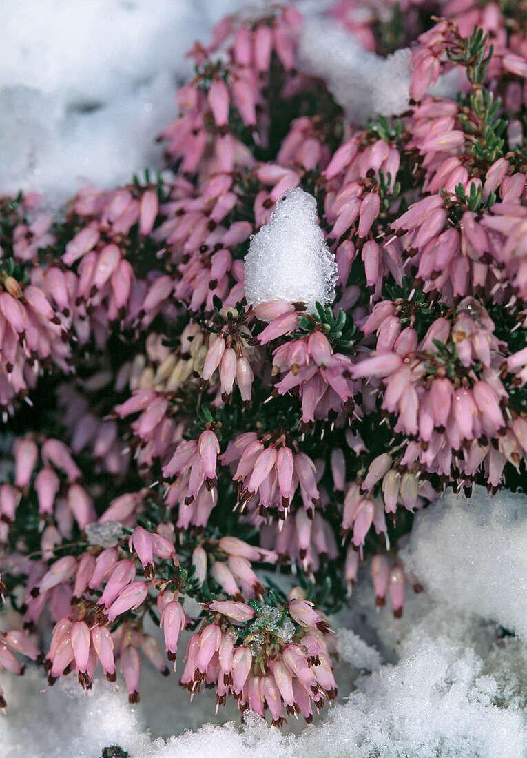 Erica carnea with snow