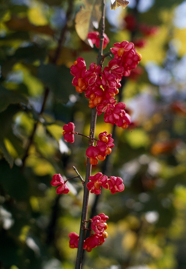 Euonymus europaeus