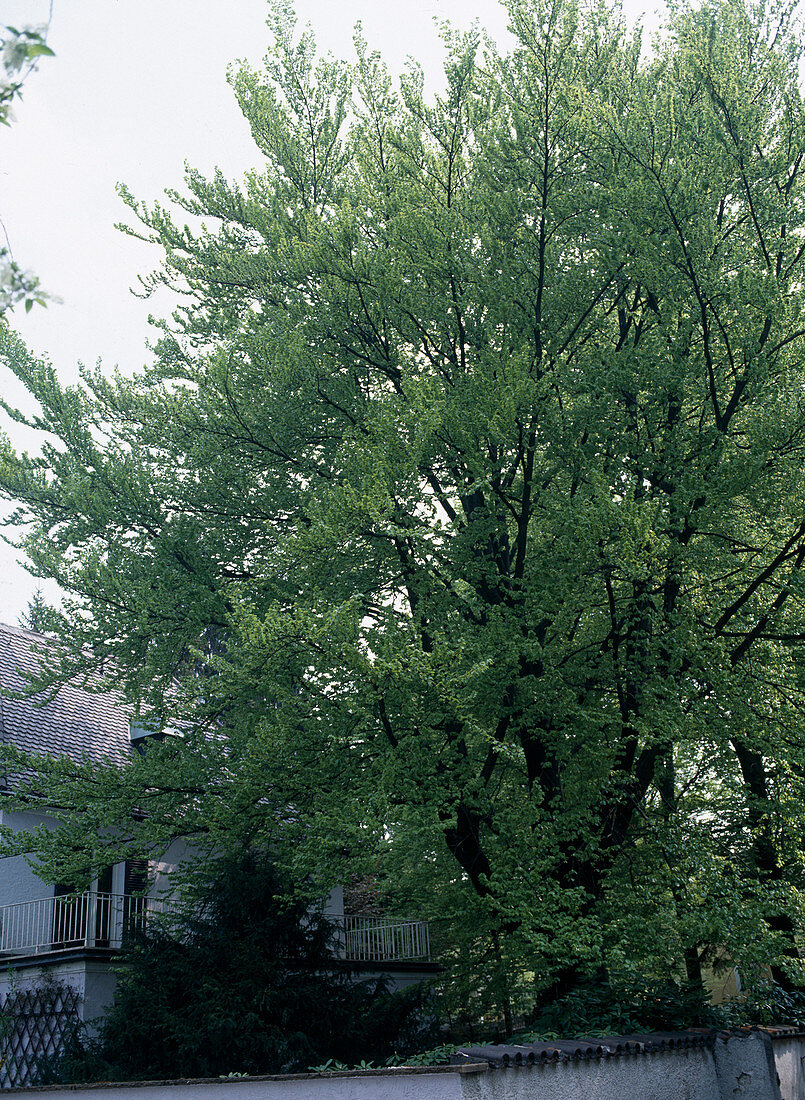 Fagus sylvatica