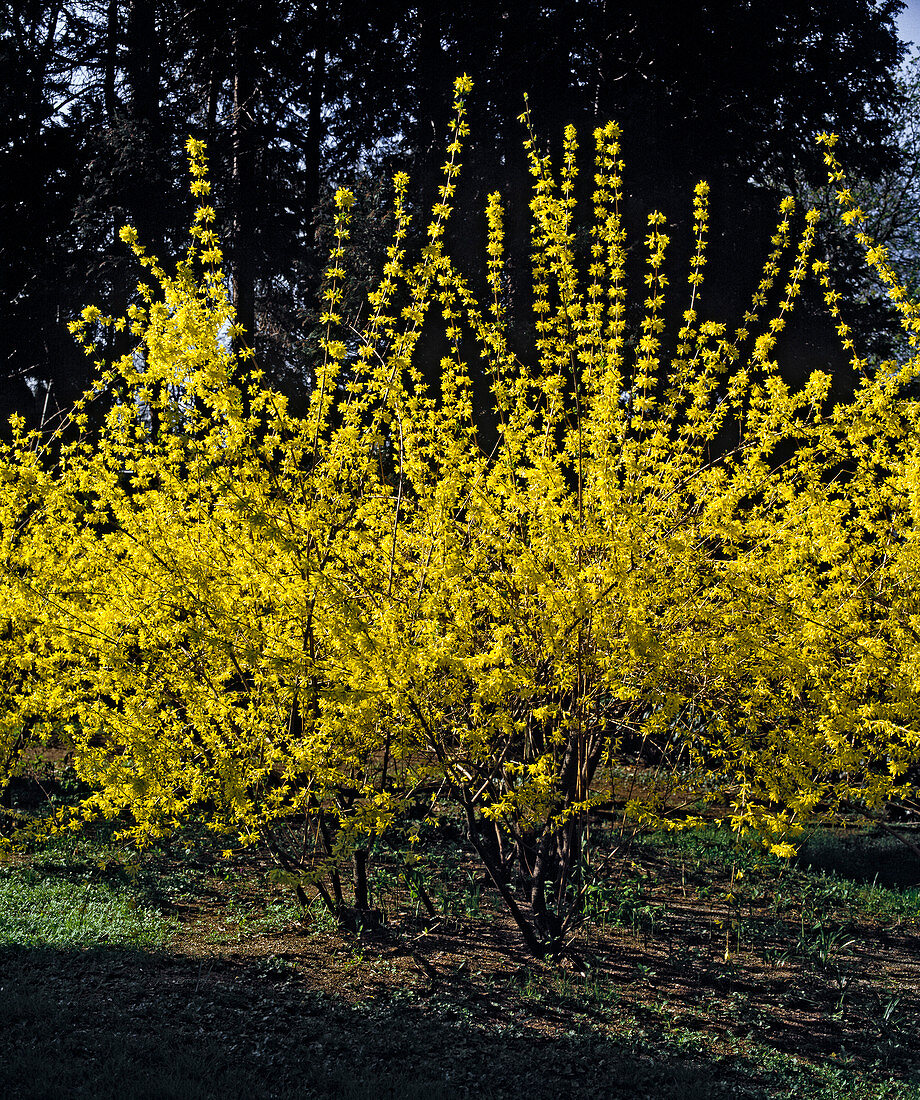 Forsythia Intermedia