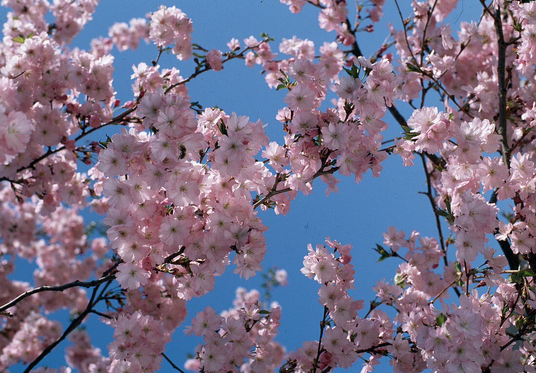 Prunus sargentii