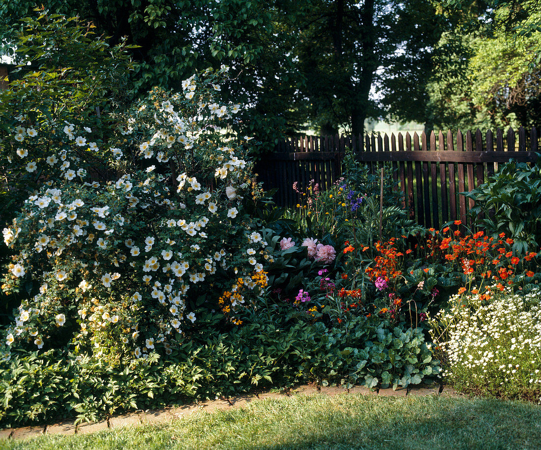 Rosa pimpinellifolia