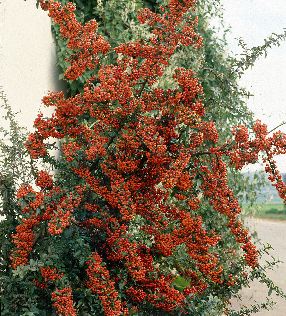 Pyracantha COCCINEA