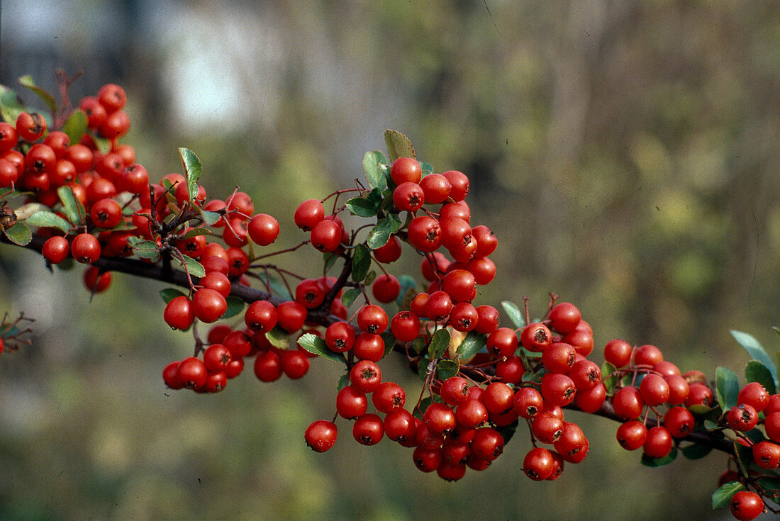 Pyracantha coccinea 'Red Column' (Feuerdorn)