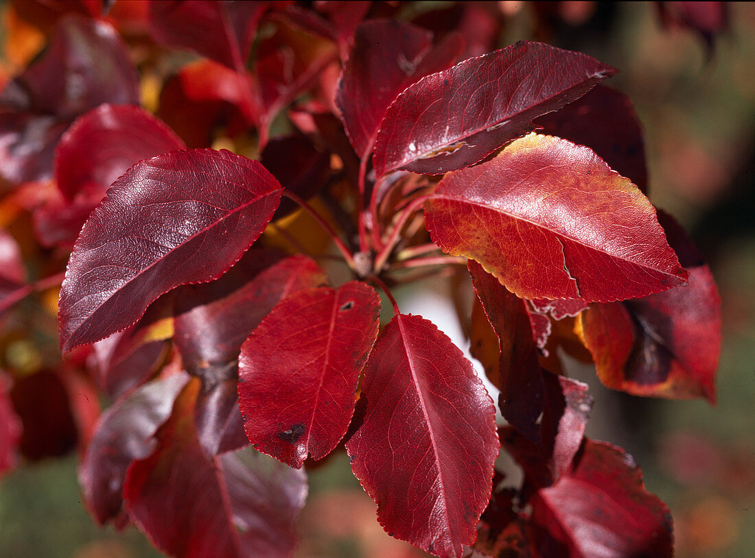 Pyrus Calleryana 'Chanteleer'