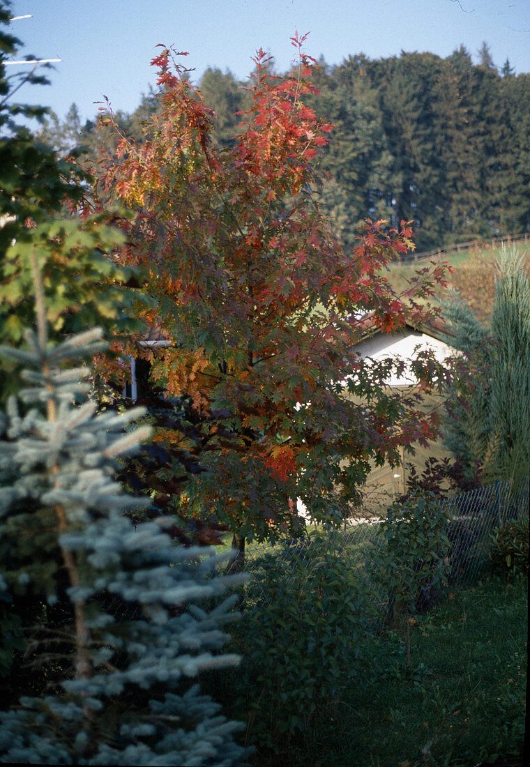 Quercus rubra