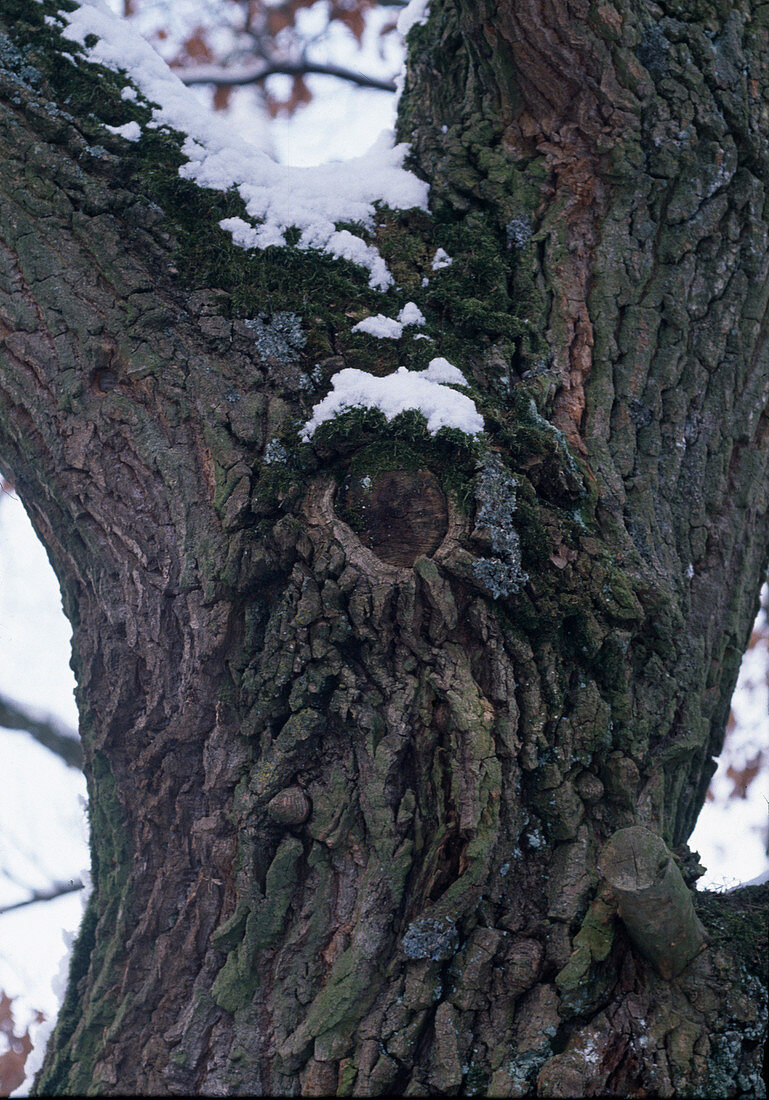 Quercus robur