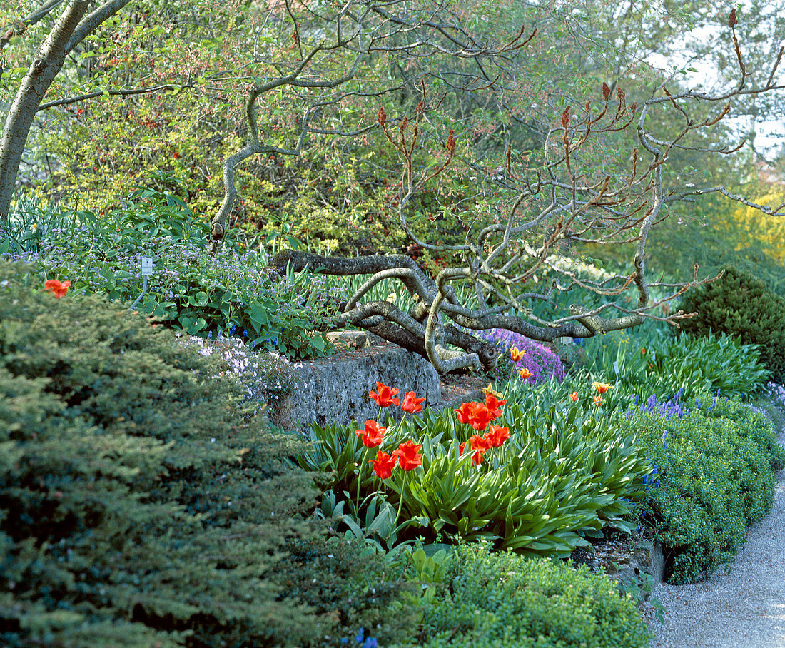 Rhus typhina 'Dissecta' (unbelaubt)