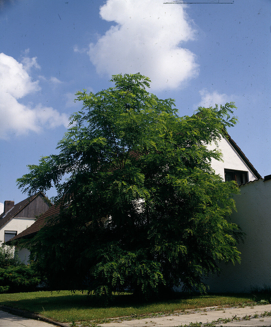 Robinia pseudoacacia