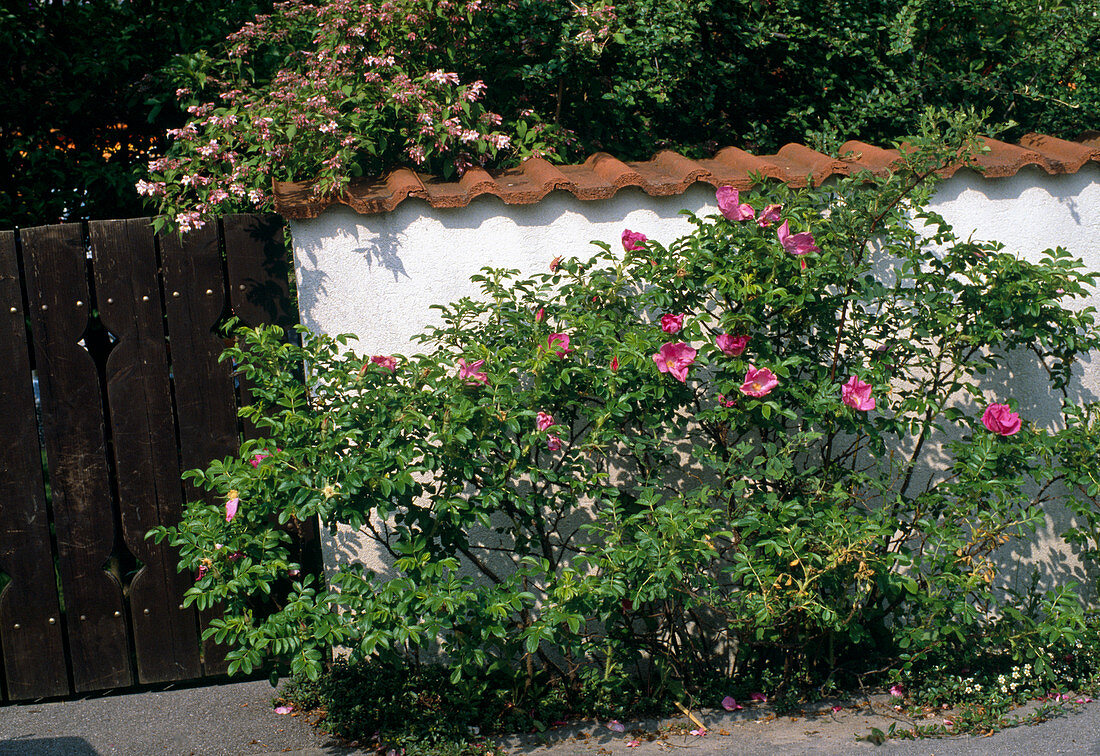 Rosa rugosa