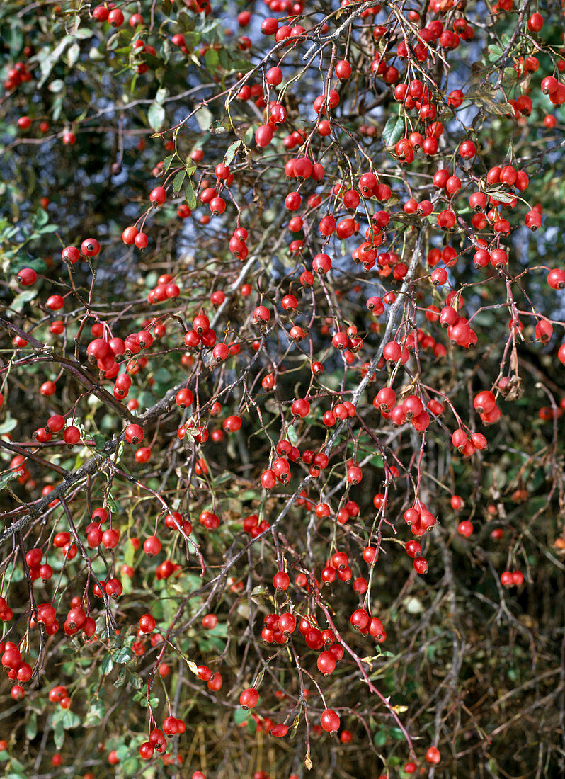 Rosa canina