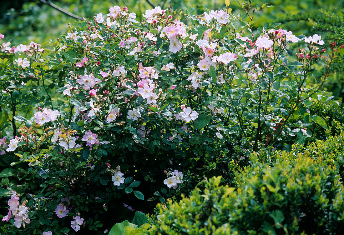 Rosa moschata hybrid